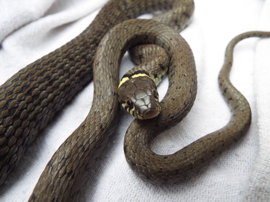 Голова ужа вид сверху