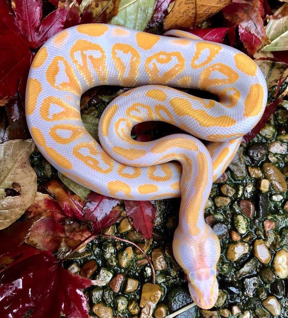 Змея туловище