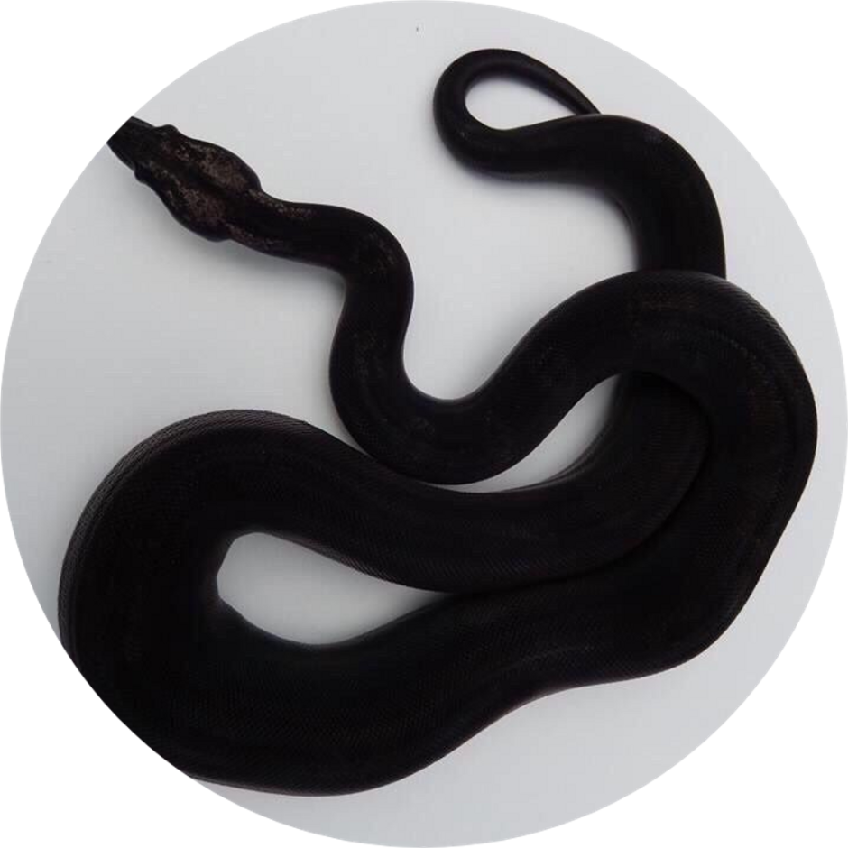 Блейк Снейк чёрная змея