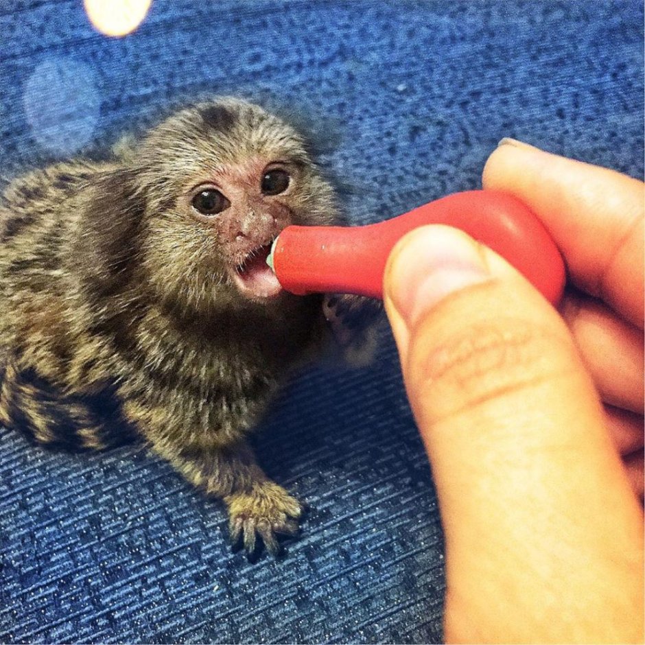 Домашняя обезьянка игрунка