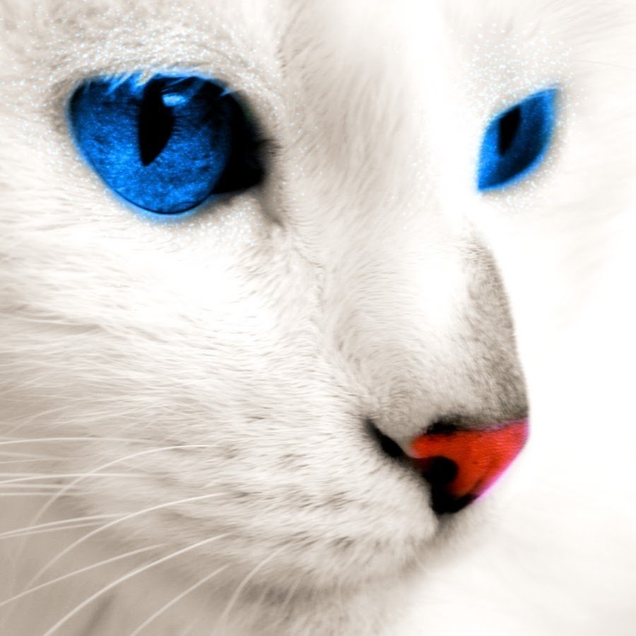 Белые коты с голубыми глазами