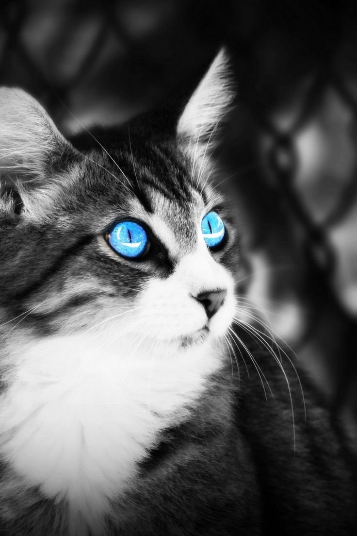 Ангорская кошка