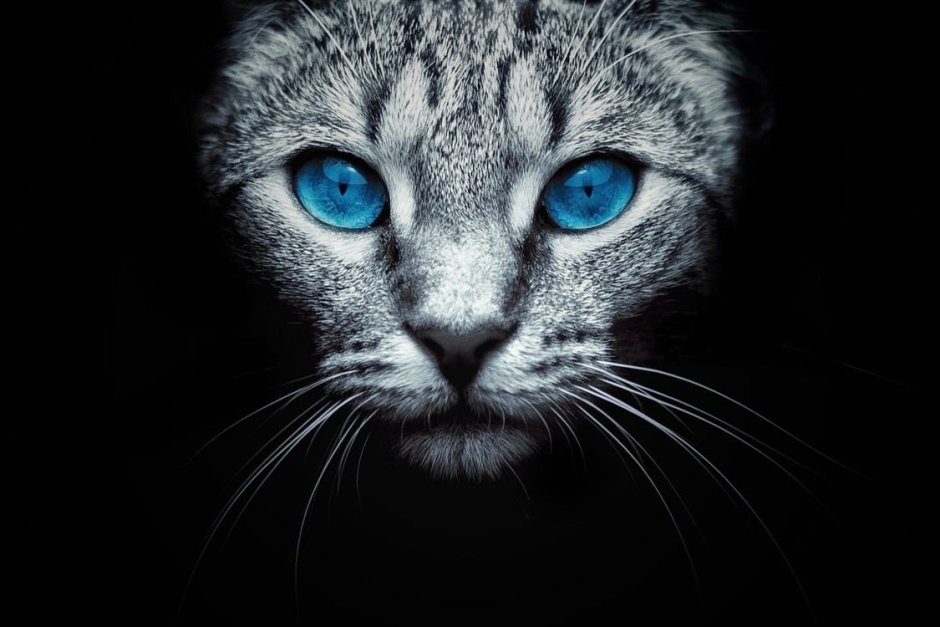 Голубые глаза на черном фоне