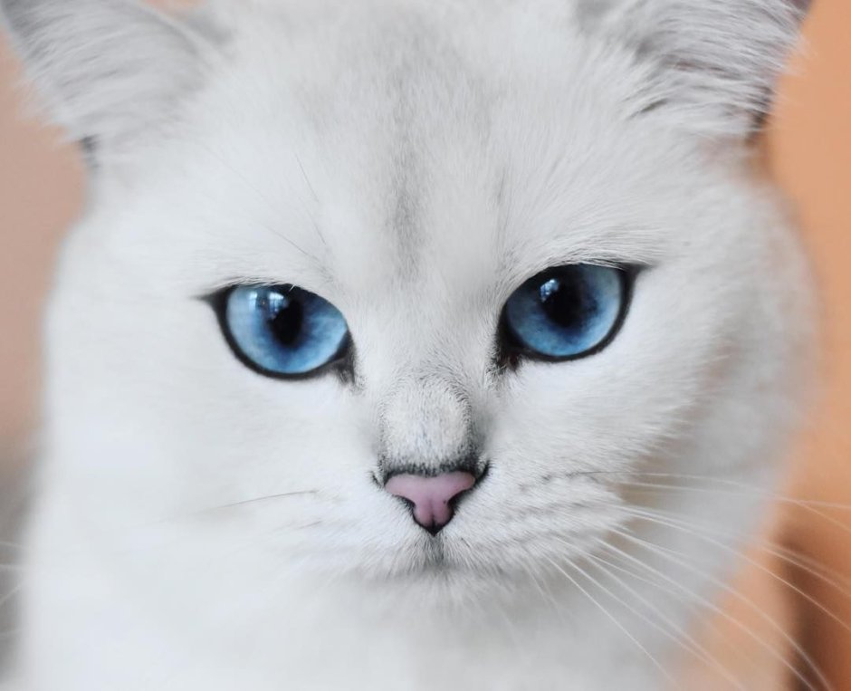 Кошка белая с голубыми глазами с языком