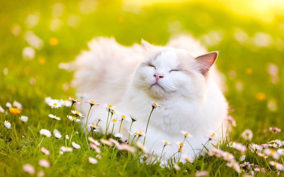 Летний кот