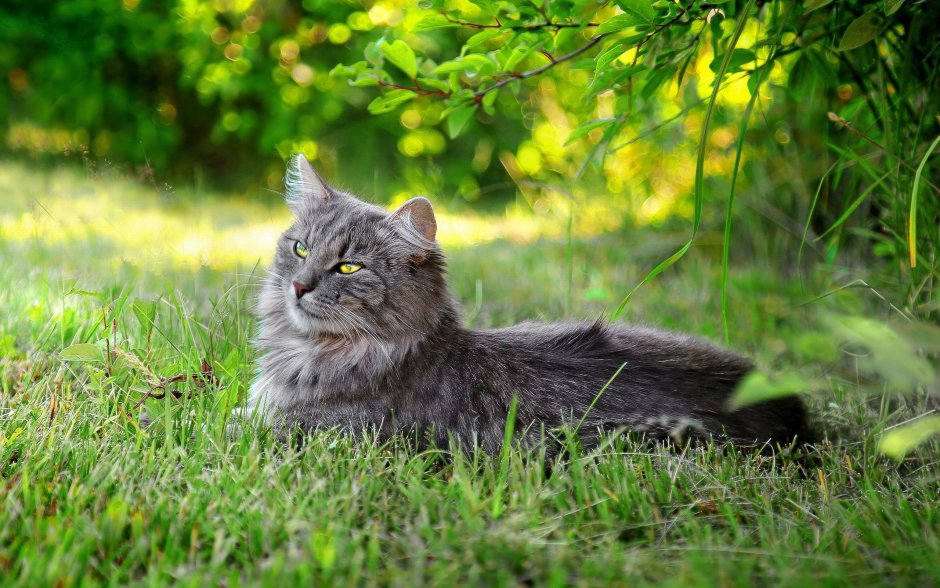 Кот в траве