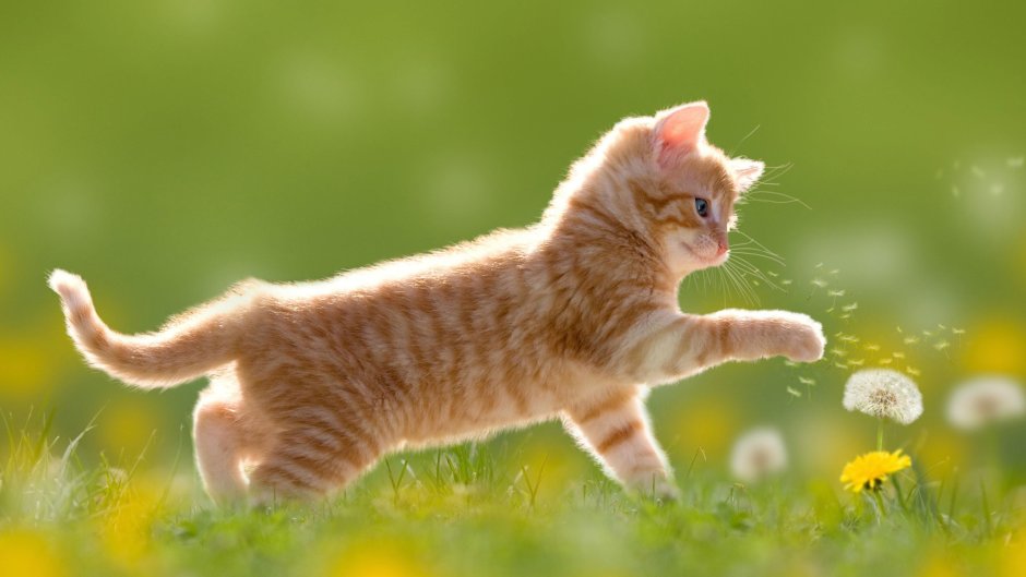 Котенок в одуванчиках