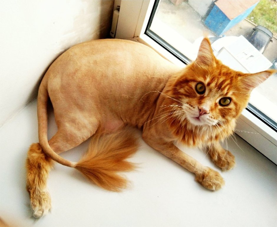 Стрижка Мейн куна