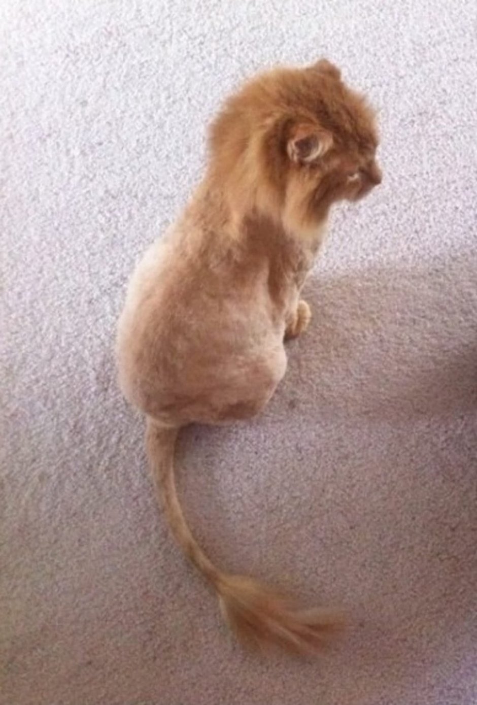 Коты с волосами