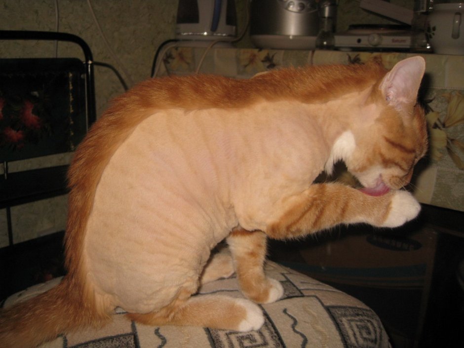 Стриженный рыжий кот