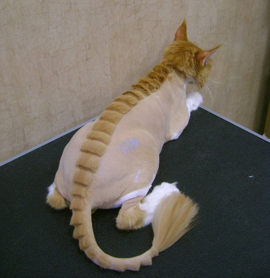 Стрижка кота
