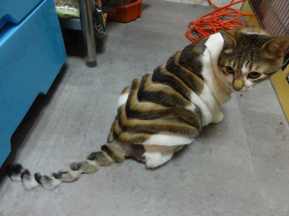 Необычные стрижки кошек