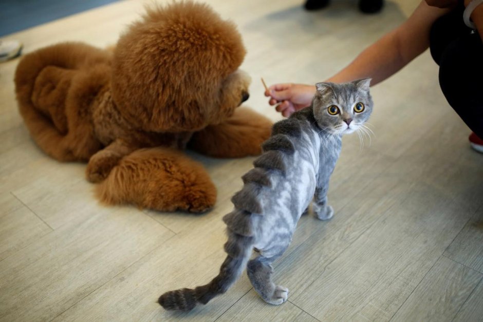 Грумминг шотландских кошек