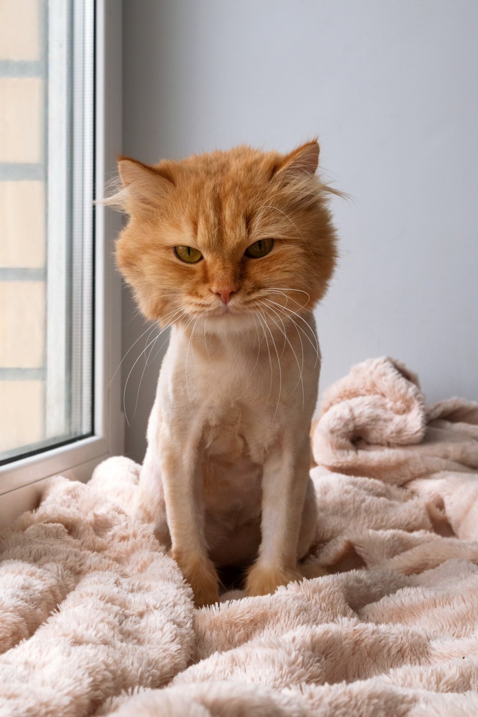 Подстриженные рыжие коты фото