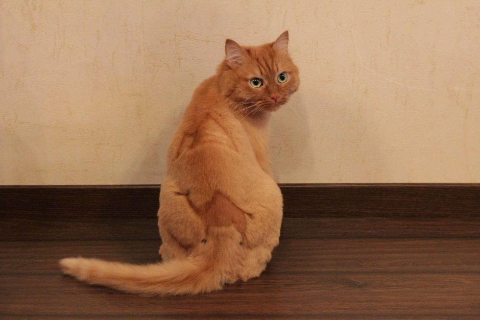 Стрижка рыжих котов