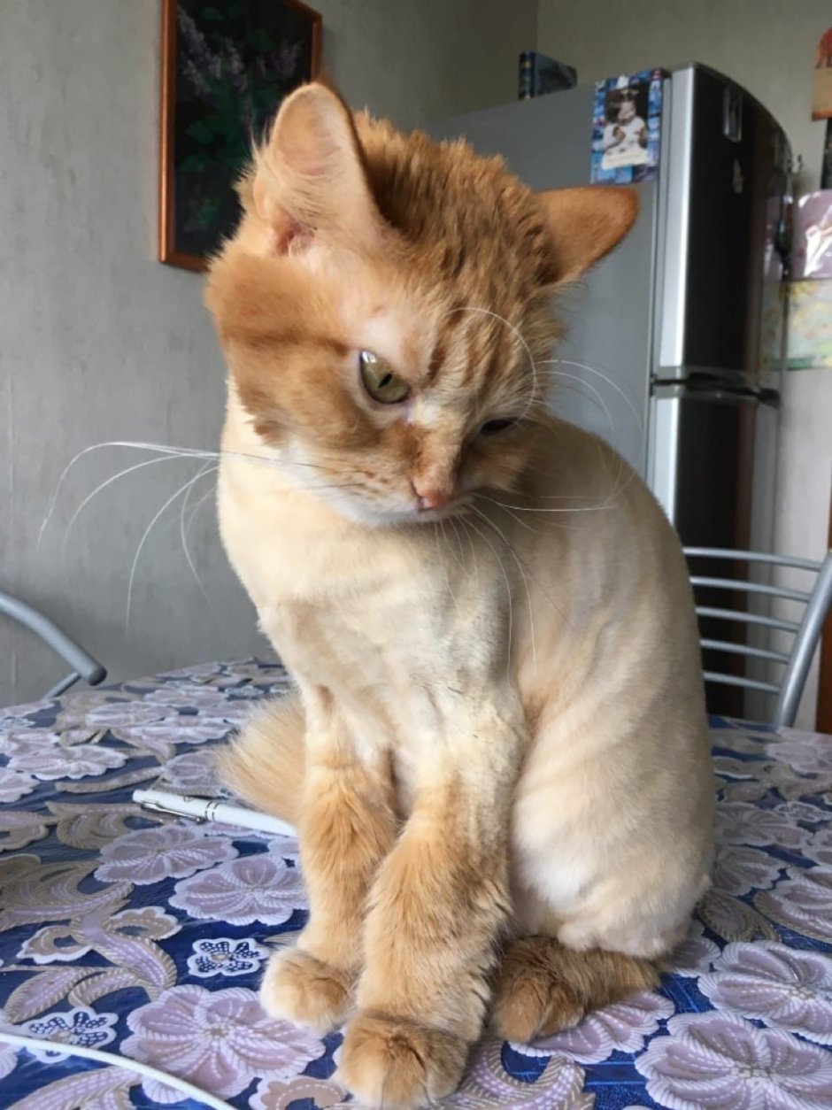 Стриженный рыжий кот