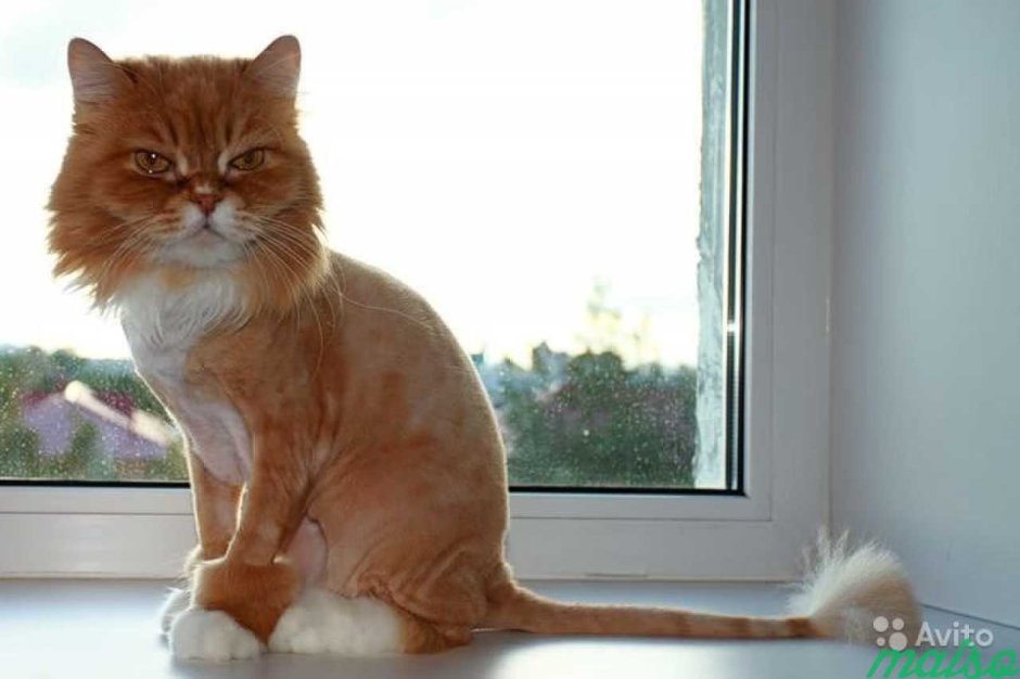 Стриженный рыжий кот
