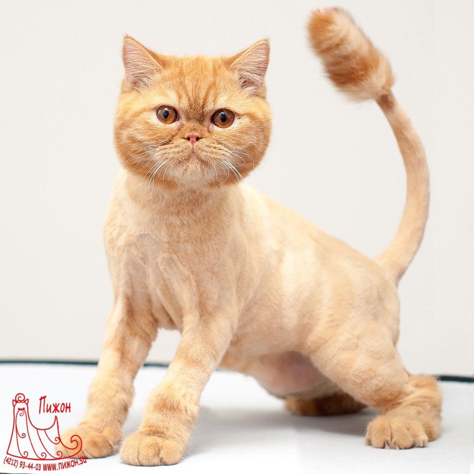 Гигиеническая стрижка кошек