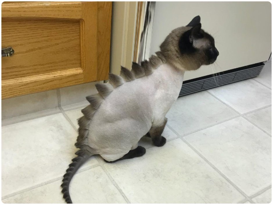Крашеный кот