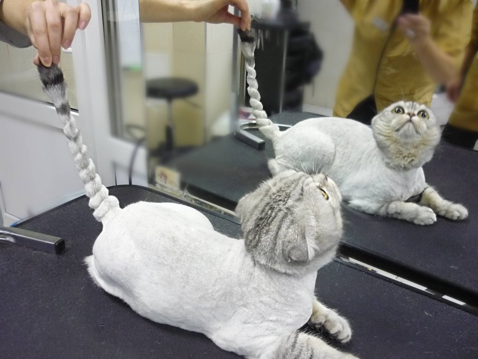 Груминг кошек