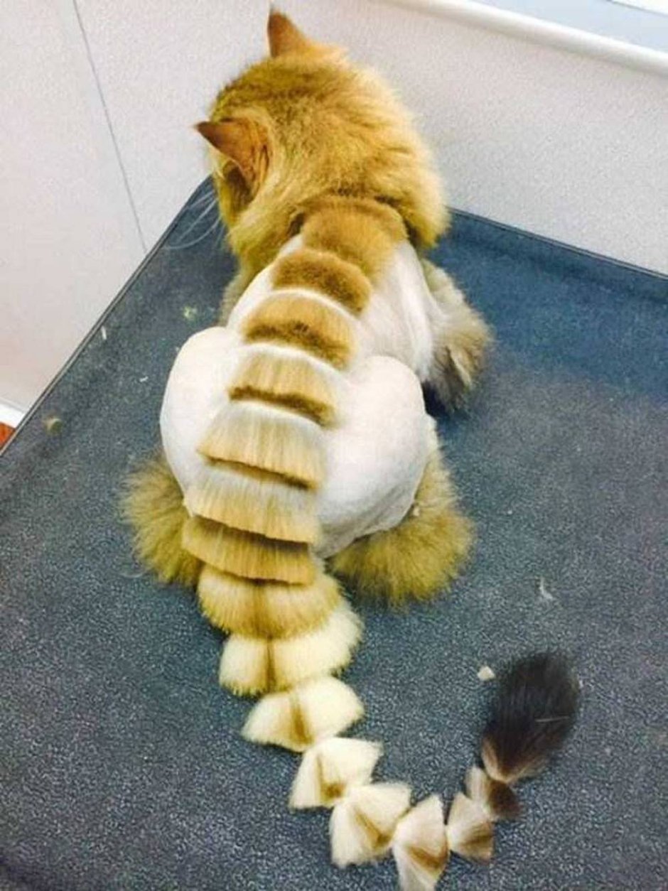 Модные стрижки котов