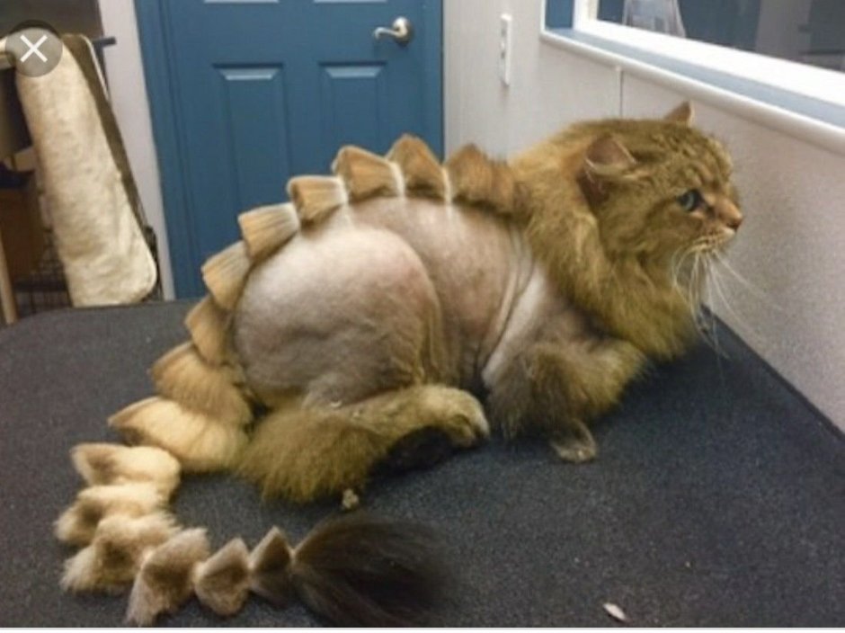 Кот дракон стрижка