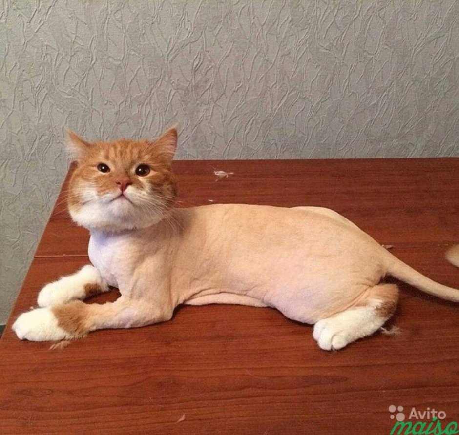 Стрижка рыжих котов