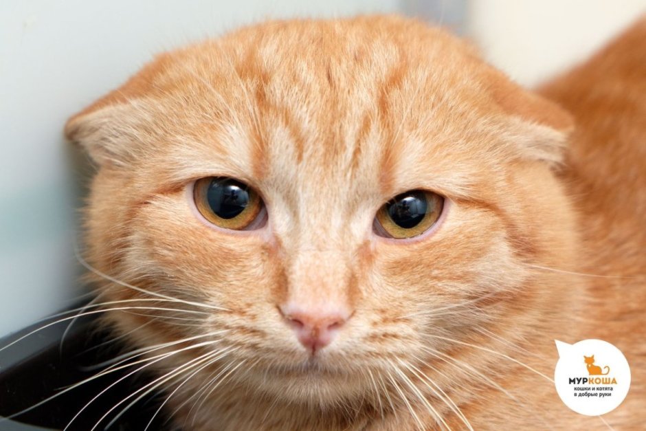 Сибирский кот короткошерстный рыжий