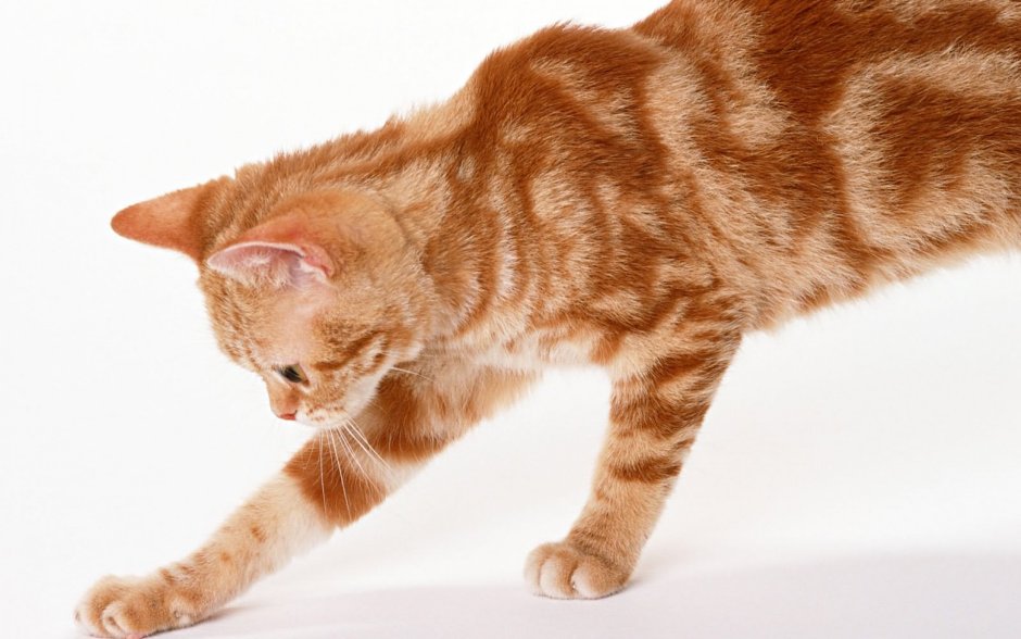 Рыжий кот с пятнами