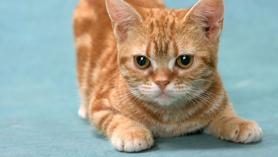 Манчкин кот рыжий