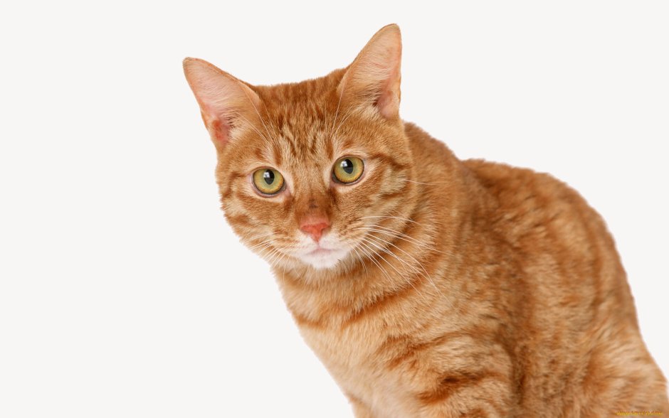 Рыжий кот на белом фоне