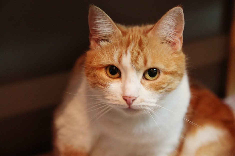 Рыжий гладкошерстный кот порода