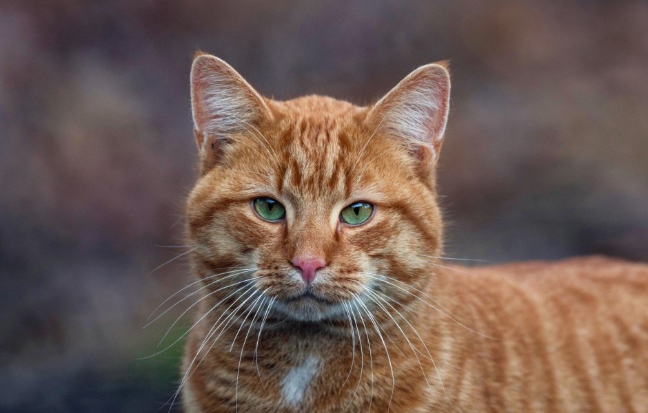 Сибирский гладкошерстный рыжий кот