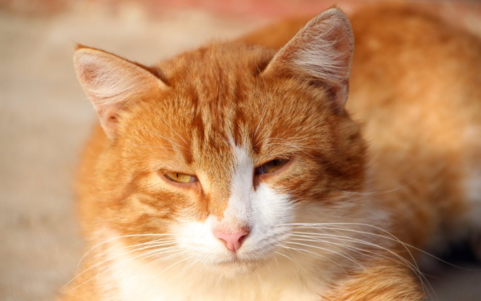 Огненно рыжий кот