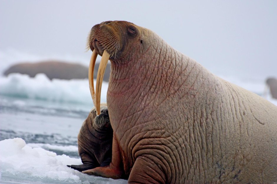 Морж (Odobenus rosmarus)