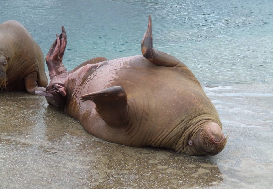 Тихоокеанский морж (Odobenus rosmarus divergens)