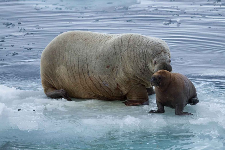 Животные севера морж