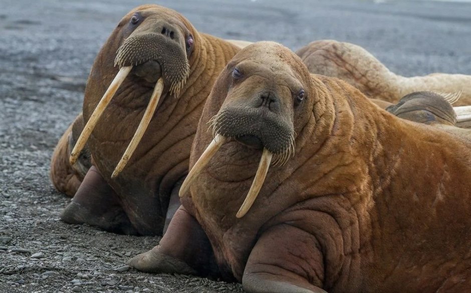 Тихоокеанский морж (Odobenus rosmarus divergens)