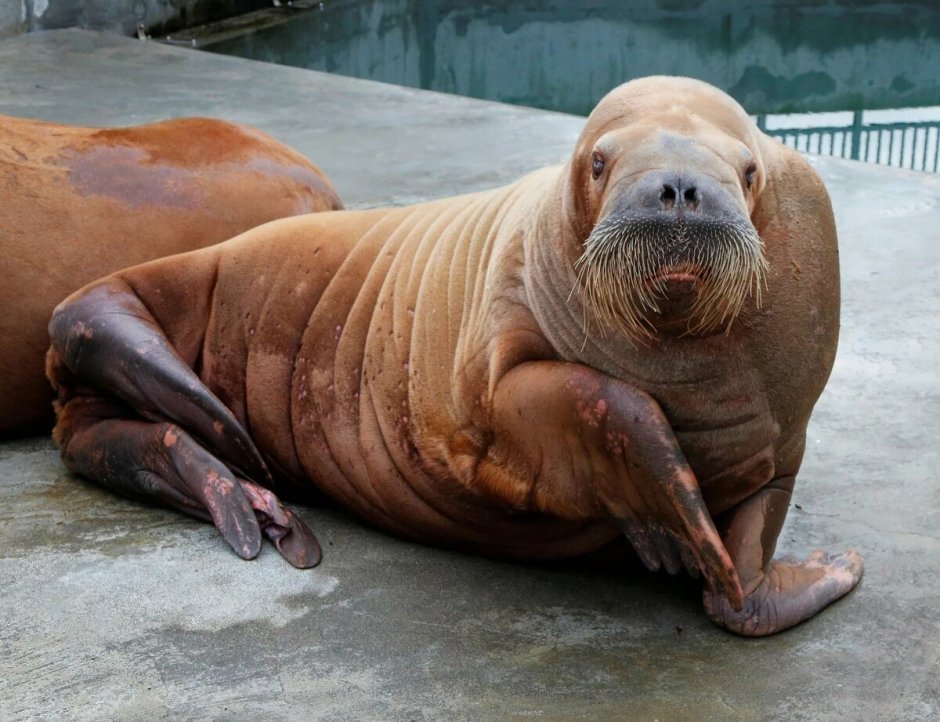 Kryukova Walrus