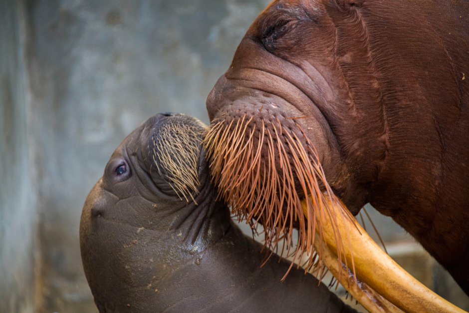 Тихоокеанский морж (Odobenus rosmarus divergens)