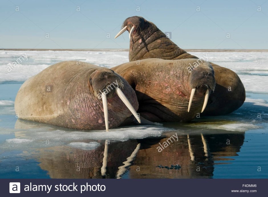 Самый большой морж
