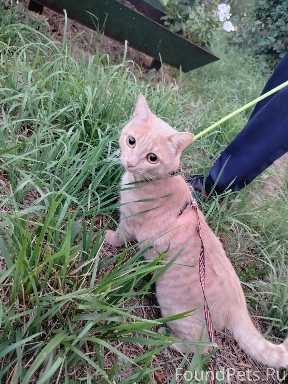 Диван кошка