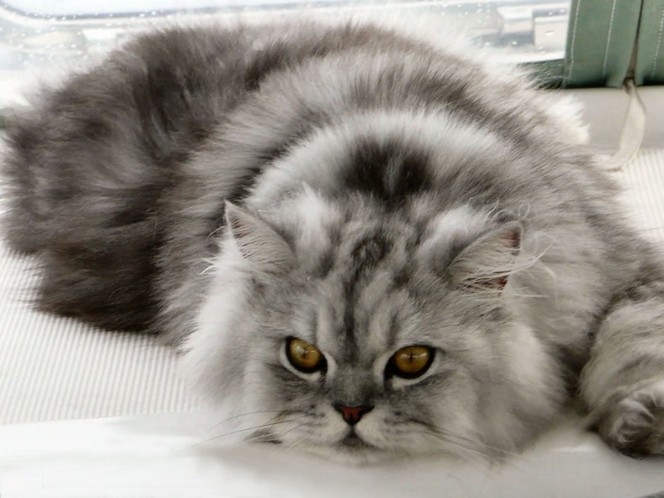 Сибирская Персидская шиншилла кошка