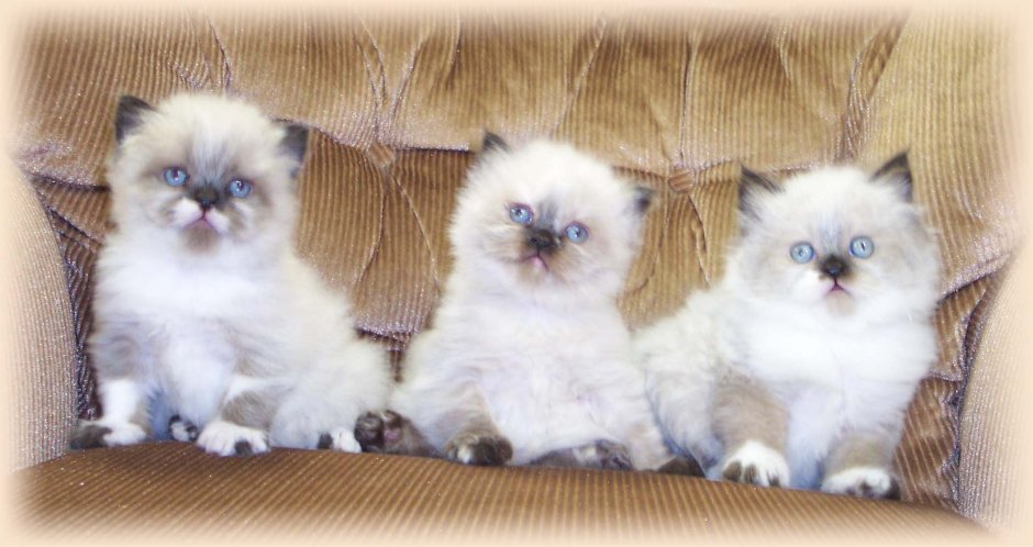 Котенок персидский колор поинт