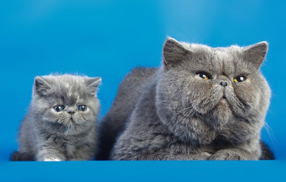 Британская кошка экзот