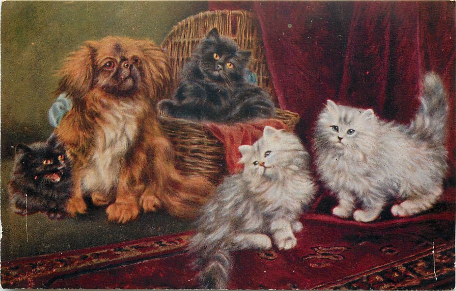 Персидские коты пекинесы