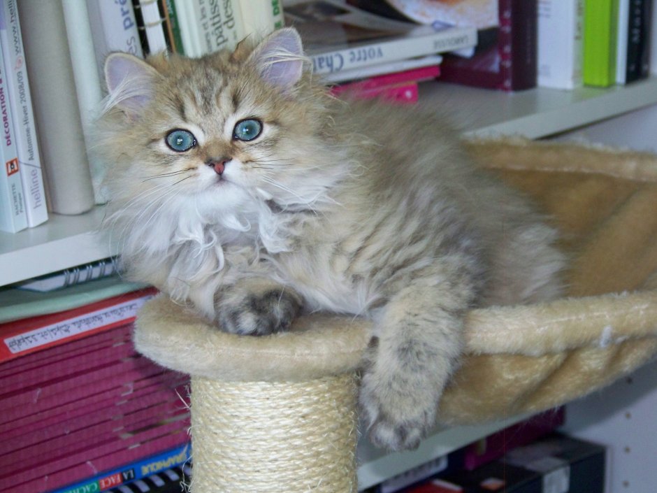Сибирский персидский кот