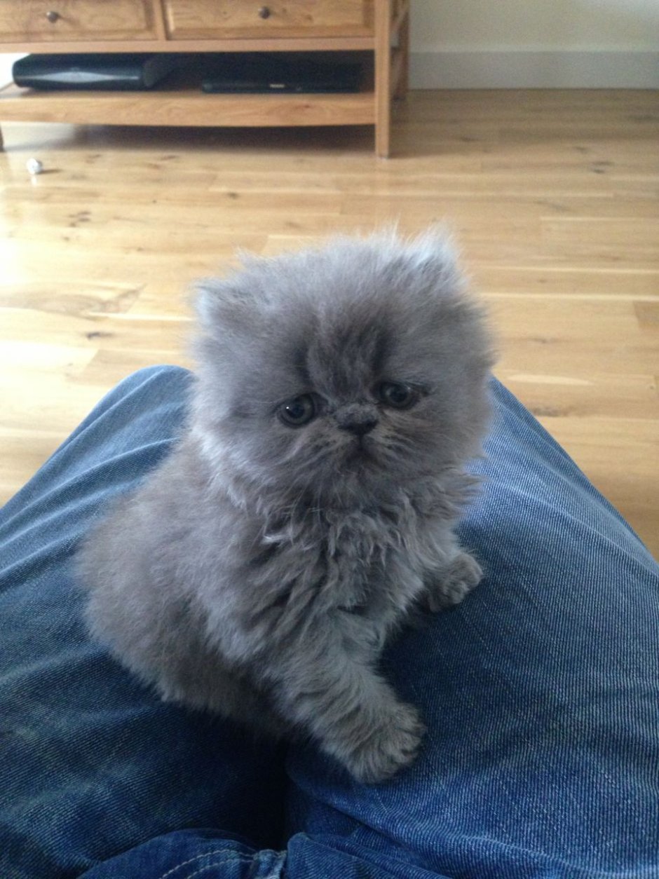 Персидский вислоухий кот