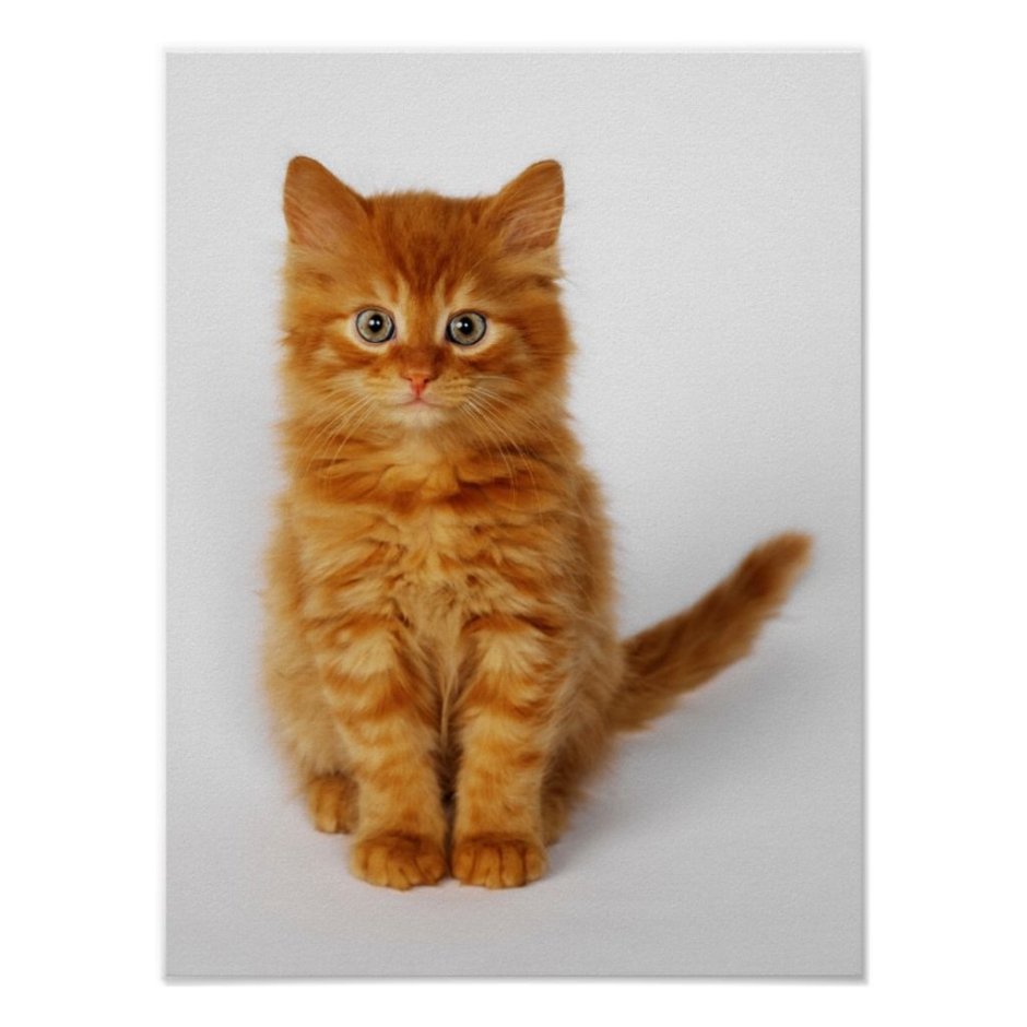 Рыжий котенок сидит
