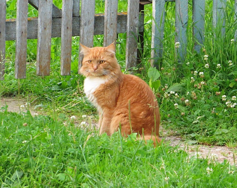 Деревенский кот